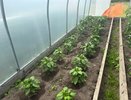 Зацвели перцы — делайте это сразу: насыпаю под куст стакан порошка — урожай придётся вывозить тачками