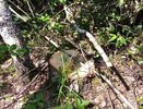 В Селивановском районе расследуют незаконную вырубку берёз неизвестными