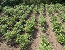 Колорадский жук от этого шарахается как от огня: всего одна щепотка этого средства на ведро воды творит волшебство