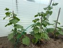 Насыпала 2 ложки «порошка» — огурцы начали расти как бешеные — и никаких нитратов в плодах