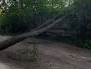 В Коврове спасатели убрали упавшее дерево с дороги на проезде Чкалова