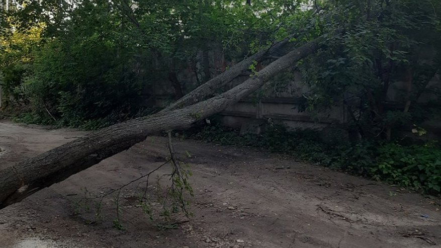 Главная картинка новости: В Коврове спасатели убрали упавшее дерево с дороги на проезде Чкалова