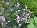 Многолетники невероятной красоты без всяких запар: растут сами по себе и радуют глаз до самых морозов