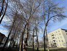 В Муроме вновь вырубают аварийные деревья