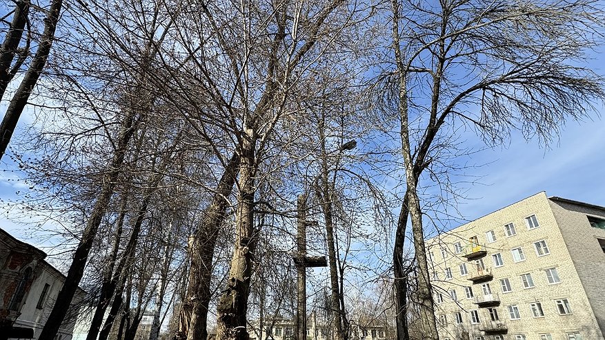 Главная картинка новости: В Муроме вновь вырубают аварийные деревья