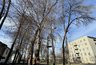 Миниатюра новости: В Муроме вновь вырубают аварийные деревья