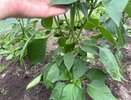 Подкормка, которая заставит перцы расти как на дрожжах: вкус будет ярче, а плодов – больше