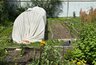Миниатюра новости: Спасение от слизней найдено: оставили на грядке «вкусность», на утро собрали кучу моллюсков — и никакой «химозы»