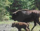 Во Владимирской области фотоловушка засняла зубрят в заказнике