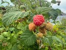 Малиновое варенье, но без варки: поможет сохранить вкус, цвет и структуру ягод — готовится считанные минуты