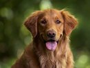 Владимирцы могут найти потерянную собаку в официальном фотореестре