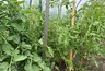 Миниатюра новости: Цветущим томатам — сразу: лью литр под каждый куст и забываю о пустоцветах