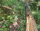 В лесу под Гороховцом неизвестные незаконно вырубили дубы на 170 тысяч рублей