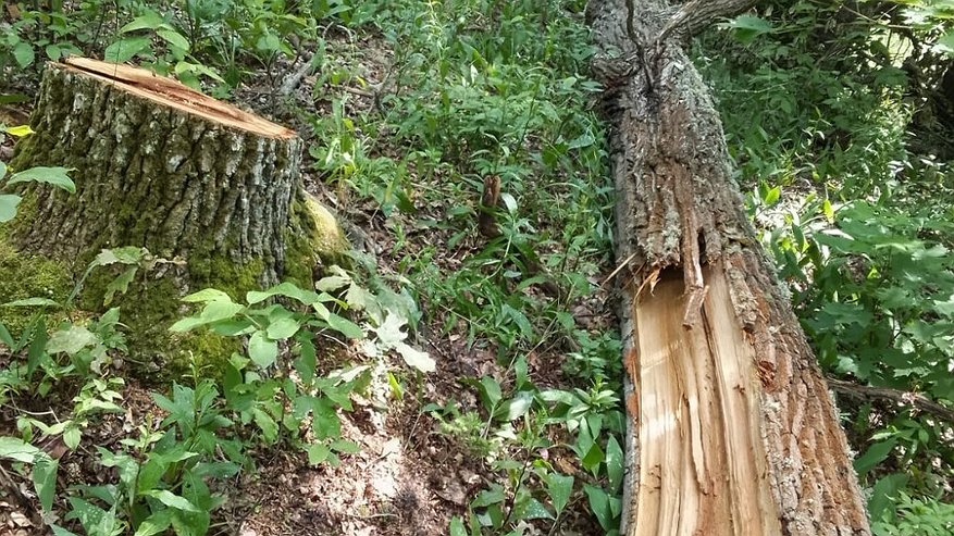 Главная картинка новости: В лесу под Гороховцом неизвестные незаконно вырубили дубы на 170 тысяч рублей