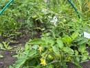 В середине июля томаты «умоляют» об этой подкормке: 0,5 литра под куст — завязи пойдут на ура
