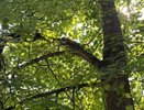 В Коврове спасённая поисковиками кошка вновь залезла на дерево