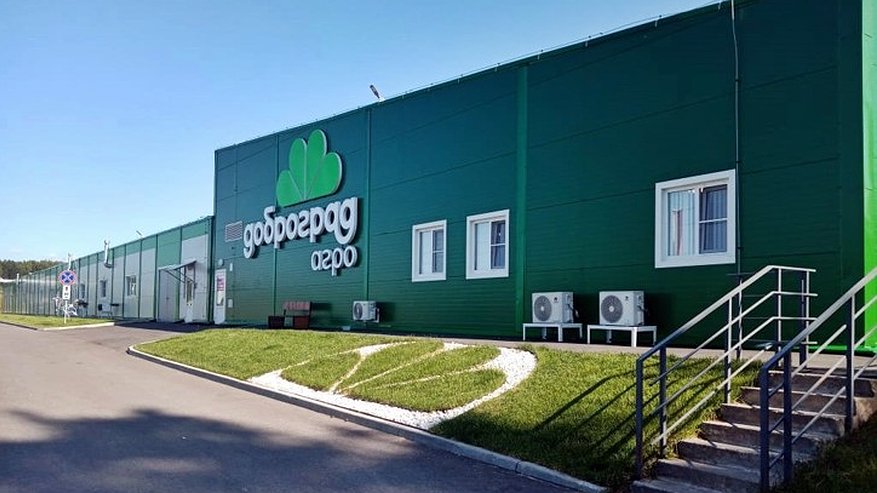 Главная картинка новости: Владимирский агропроект заменит импорт луковиц тюльпанов из Европы