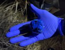 Жителя Коврова задержали за попытку сбыта запрещённых веществ во Владимире