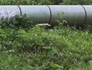 Осторожно! Борщевик Сосновского добрался до центра Владимира