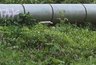 Миниатюра новости: Осторожно! Борщевик Сосновского добрался до центра Владимира
