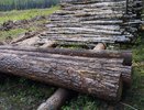 800 кубометров необработанной древесины могли стать источником распространения вредителей