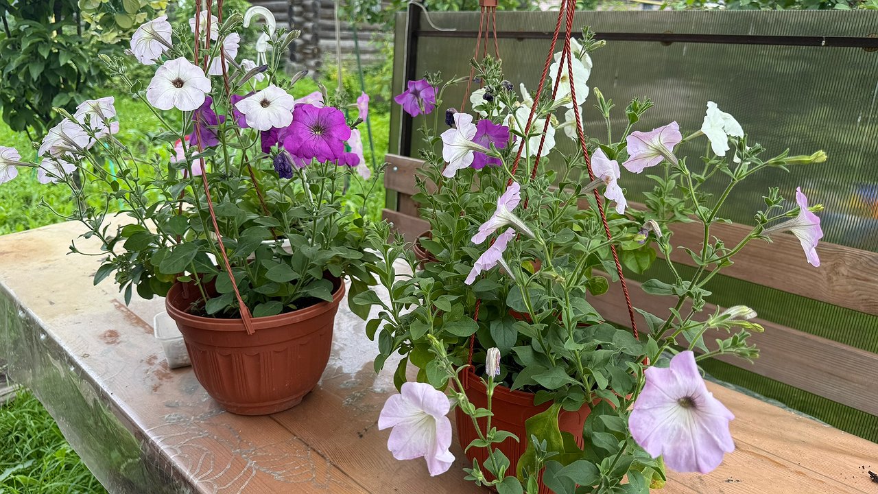 Главная картинка новости: Посадите эти цветы рядом с петунией: необычно и богато цветет – клумбы будут красивее, чем у соседок