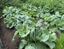 У капусты на грядке кочаны не появились — настоящая проблема для огородника: овощ надо спасать – вот как это делают опытные агрономы