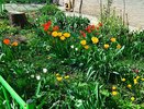 Невероятно красивый многолетник с необычным и богатым цветением: в саду появится пушистое красное облачко