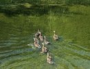В водоемы Владимирской области запустили молодняк кряквы