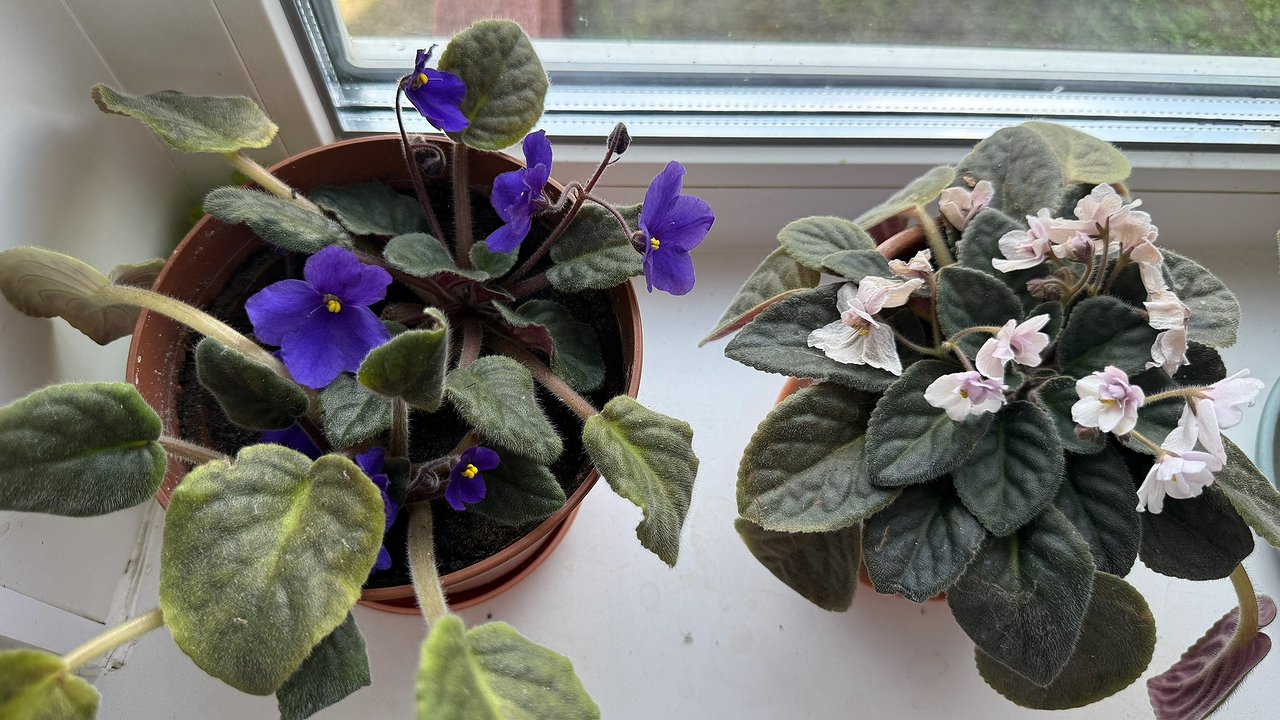 Главная картинка новости: Поставьте эти цветы в спальне: о проблемах со сном забудете раз и навсегда – заснуть станет гораздо проще