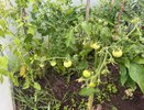 Окучиваю томаты правильно — урожая становится в три раза больше: про любые подкормки теперь можно забыть