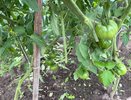 Начнут расти как на дрожжах: лучшая подкормка для томатов в июле — будете собирать сочные и крупные плоды