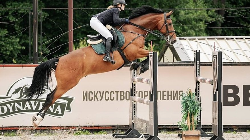 Главная картинка новости: Владимирцы завоевали шесть медалей на международном турнире по конкуру