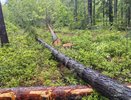 В Судогодском районе неизвестные незаконно вырубили лес на сумму 700 тысяч рублей