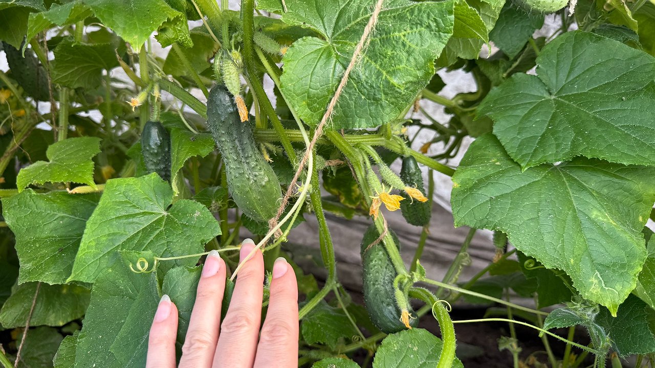 Главная картинка новости: Натуральные подкормки — огурцы начнут плодоносить как бешеные: свежие овощи до самой осени, помногу — 4 вида удобрений