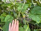 Натуральные подкормки — огурцы начнут плодоносить как бешеные: свежие овощи до самой осени, помногу — 4 вида удобрений