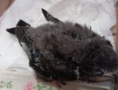 Во Владимире волонтёры спасли выпавшего из гнезда стрижа