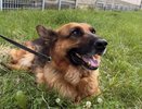 Во Владимире ищут нового хозяина для служебной овчарки Агаты