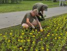 Во Владимире на улице Мира появятся 16 новых клумб на участке в 2 километра