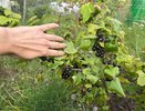 Беру 2 вида смородины — за 30 минут готовлю джем: невероятно нежный и вкусный десерт ем всю зиму