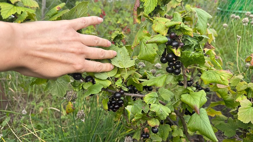 Главная картинка новости: Беру 2 вида смородины — за 30 минут готовлю джем: невероятно нежный и вкусный десерт ем всю зиму