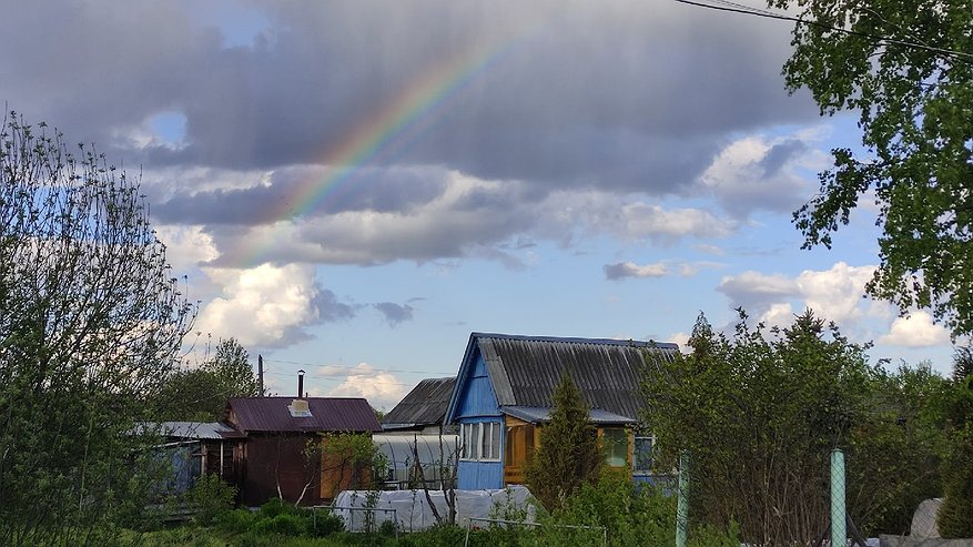 Главная картинка новости: Хуже, чем борщевик: вредное растение из Америки захватило почти всю Россию – оберегайте свой участок от этого монстра