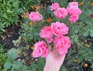 Титулованная красавица, которая радует бутонами до конца октября: великолепный многолетник цветёт весь сезон