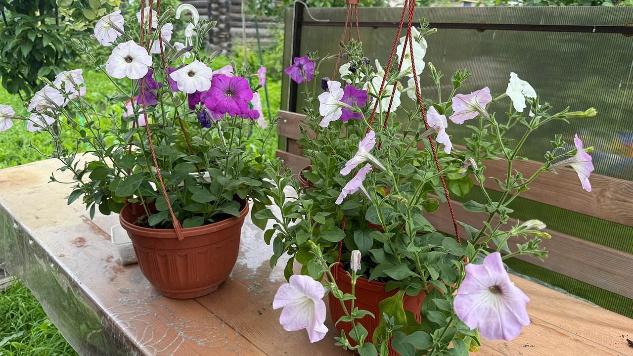 Главная картинка новости: Вместо надоевшей петунии — первым делом: посадите этот многолетник — цветы яркие, аромат на 2 км в округе. Украшение вашего сада