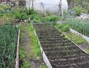 Забытый корнеплод, который даст фору моркови. 7 причин начать выращивать его на своём участке