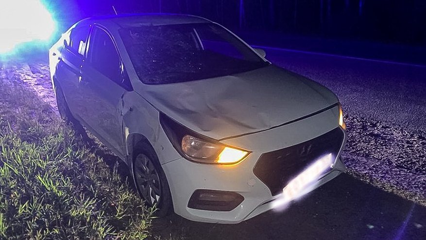 Главная картинка новости: В Камешковском районе два автомобиля столкнулись из-за выбежавшего на дорогу лося