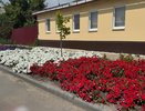 Как же меня радует этот многолетник: осыпает яркими цветами все лето, а ухода не требует