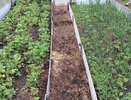 Рассыпаю 1 пачку дешёвой крупы по грядкам - земля становится похожей на чернозём: дорогой навоз больше не нужен