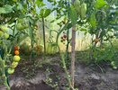 Йод и борная кислота: лучший и при этом натуральный дуэт, который поможет победить фитофтору в условиях холодного лета