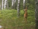 Во время рейда в лесах Муромского района охотинспектор встретил косулю